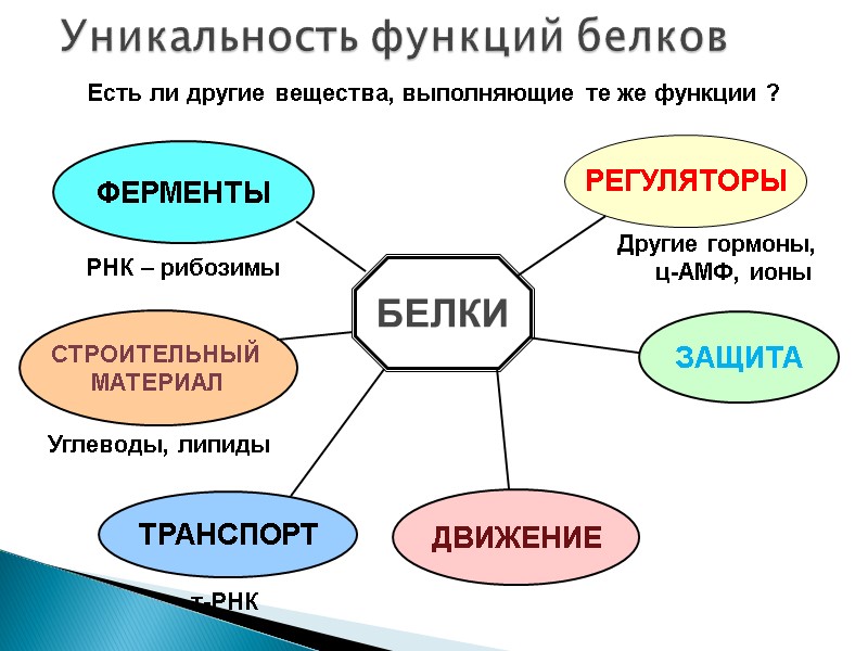 БЕЛКИ РЕГУЛЯТОРЫ ФЕРМЕНТЫ СТРОИТЕЛЬНЫЙ  МАТЕРИАЛ ТРАНСПОРТ ДВИЖЕНИЕ ЗАЩИТА Уникальность функций белков Углеводы, липиды